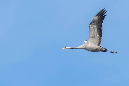 Common Crane in flight blue skies (Grus grus) migrationの写真素材