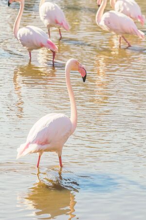 Pink Flamingo, Greater flamingo in their natural environment (Phoenicopterus roseus)の写真素材