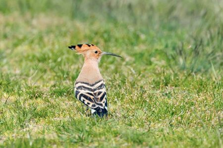 Hoopoe, Common Hoopoe (Upupa epops) Eurasian Hoopoeの写真素材