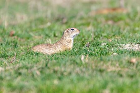 Souslik (Spermophilus citellus) European ground squirrel in the natural environmentの写真素材