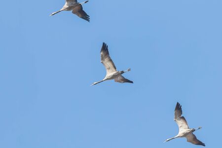 Common Cranes in flight blue skies, (Grus grus) migrationの写真素材