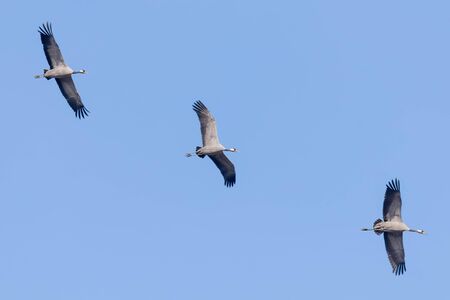 Common Cranes in flight blue skies, (Grus grus) migrationの写真素材
