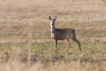 Wild roe deer in a field, spring timeの写真素材
