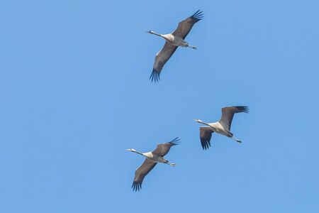 Common Cranes in flight blue skies, (Grus grus) migrationの写真素材
