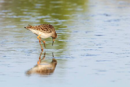 Ruff water bird (Philomachus pugnax) Ruff in waterの写真素材