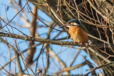 Common Kingfisher, on branch, Kingfisher, Alcedo atthis, springの写真素材