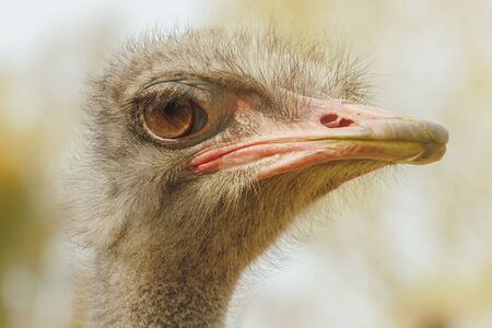 Ostrich Close up portrait, Close up ostrich head (Struthio camelus)の写真素材