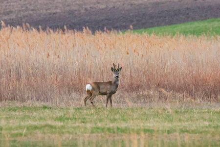 Wild Roe Deer Buck in a fieldの写真素材