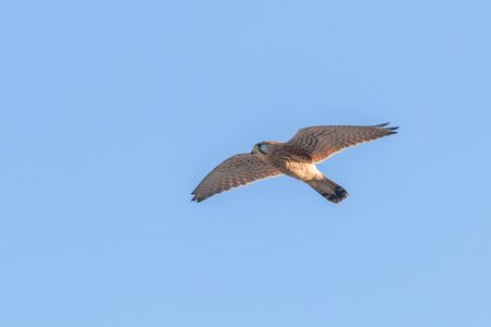 Common Kestrel (Falco tinnunculus). Common Kestrel in flightの写真素材