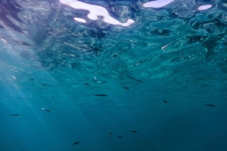 Underwater blue background water surface and fishesの写真素材