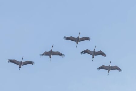Flying flock of Common Crane (Grus grus) in flight blue skies, migrationの写真素材