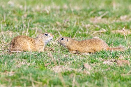 European ground squirrels, Souslik (Spermophilus citellus) natural environmentの写真素材