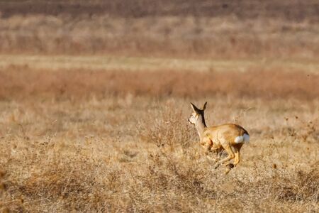 Wild roe deer in a field, spring timeの写真素材