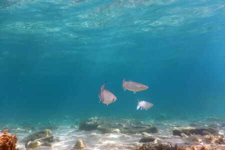 Underwater Scene Sunlight, fish and water surface. Underwater Life.の写真素材