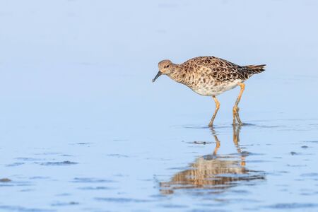 Ruff water bird (Philomachus pugnax) Ruff in waterの写真素材
