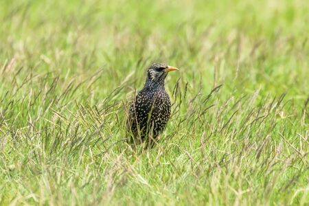 Common Starling in Green Grass (Sturnus vulgaris) European Starlingの写真素材