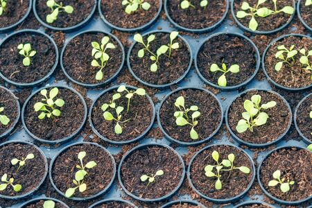 Young Rucola plants, Young rockets, Rucola sprouts, Spring Seedlings.Healthy Vegetable.の写真素材
