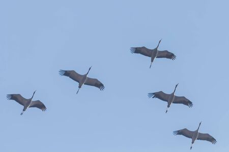 Flying flock of Common Crane (Grus grus) in flight blue skies, migrationの写真素材