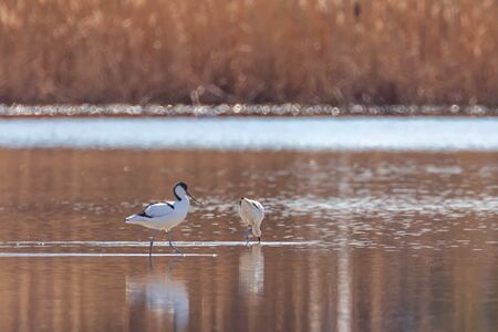 Pied Avocet in water looking for food (Recurvirostra avosetta) Black and white wader birdの写真素材
