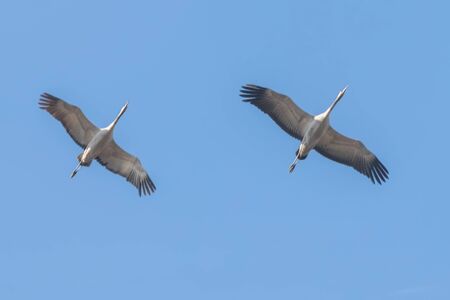 Common Cranes in flight blue skies, (Grus grus) migrationの写真素材