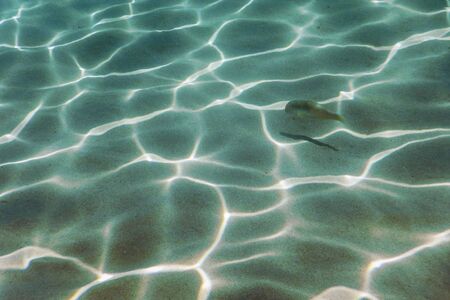 Sandy bottom, fish swimming underwaterの写真素材