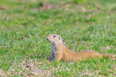 Souslik (Spermophilus citellus) European ground squirrel in the natural environmentの写真素材