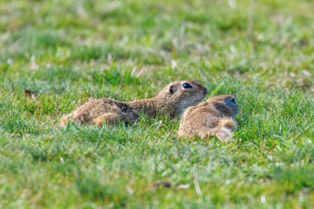 European ground squirrels, Souslik (Spermophilus citellus) natural environment