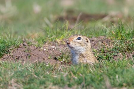 European ground squirrel, Souslik (Spermophilus citellus) natural environmentの写真素材