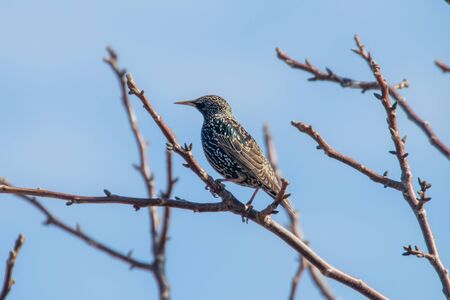Common Starling on a branch, Sturnus vulgarisの写真素材