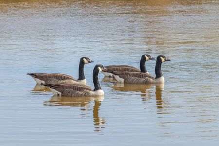 Canadian geese in the lake autumn (Branta canadensis)の写真素材