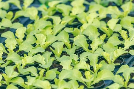 Lettuce Sprouts. Green Young Lettuce Plants. Lettuce seedlings. Spring Seedlings.の写真素材