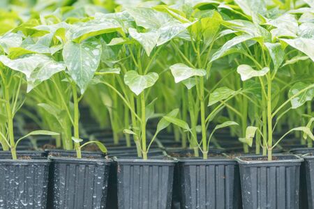 Peppers seedlings greenhouse. Growing pepper seedlings. Greenhouse Pepper sprouts.の写真素材