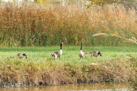 Canadian geese on a river in migration season (Branta canadensis)の写真素材