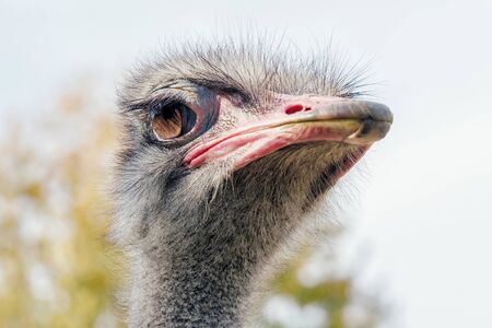 Ostrich Close up portrait, Close up ostrich head (Struthio camelus)の写真素材