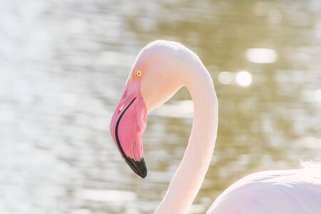 Greater flamingo portrait, Pink Flamingo portrait (Phoenicopterus roseus)の写真素材