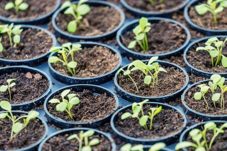 Rucola Hydroponic farm. Young Rucola plants, Young rockets, Rucola sprouts, Spring Seedlings.Healthy Vegetable.の写真素材