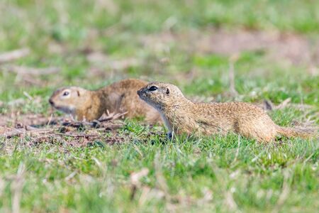 European ground squirrels, Souslik (Spermophilus citellus) natural environmentの写真素材