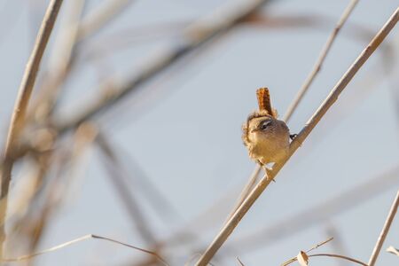 Wren bird on a branch (Troglodytes troglodytes) Wildlife. Eurasian wrenの写真素材