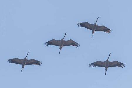 Flying flock of Common Crane (Grus grus) in flight blue skies, migrationの写真素材