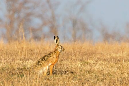 European Brown Hare (Lepus europeaus) hiding in field spring timeの写真素材