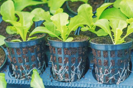 Lettuce Hydroponic farm. Lettuce Sprouts. Green Young Lettuce Plants. Lettuce seedlings. Spring Seedlings.の写真素材