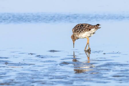 Ruff water bird (Philomachus pugnax) Ruff in waterの写真素材