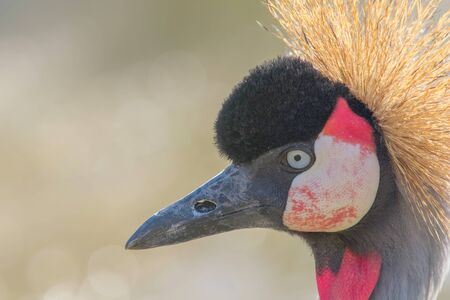 Grey crowned crane Close up portrait (Balearica regulorum) National bird of Ugandaの写真素材