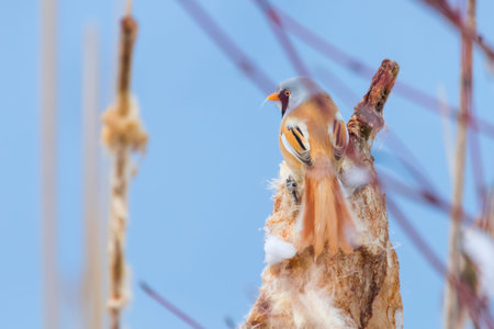 Cute little bird, Bearded tit, male Bearded reedling (panurus biarmicus)