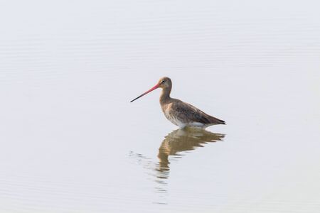 Black Tailed Godwit (Limosa limosa) Wader Bird Foraging in shallow waterの写真素材