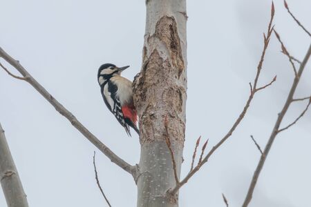 Great Spotted Woodpecker on tree trunk (Dendrocopos major)の写真素材