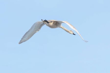 Mute Swan in flight blue sky (Cygnus olor)の写真素材
