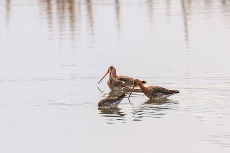 Black Tailed Godwit (Limosa limosa) Wader Birds Foraging in shallow waterの写真素材