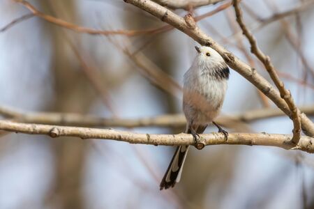 Long-tailed tit on branch (Aegithalos caudatus) Cute little Birdの写真素材