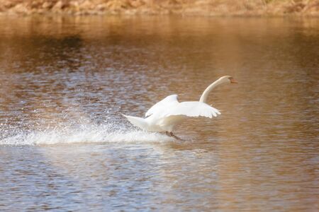 Swan landing on waterの写真素材